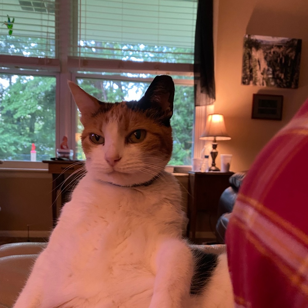 Meet your Posher, Cecelia